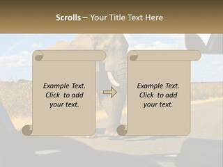 A Large Elephant Walking Across A Street Next To A Car PowerPoint Template