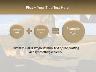 A Large Elephant Walking Across A Street Next To A Car PowerPoint Template