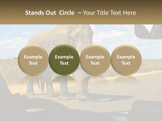 A Large Elephant Walking Across A Street Next To A Car PowerPoint Template