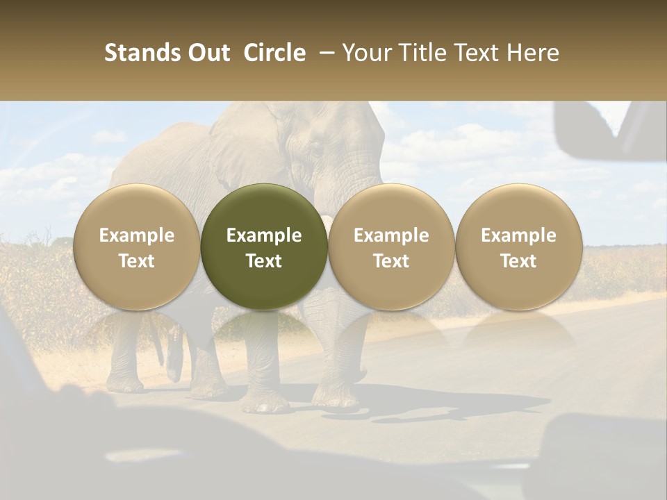 A Large Elephant Walking Across A Street Next To A Car PowerPoint Template