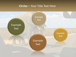 A Large Elephant Walking Across A Street Next To A Car PowerPoint Template