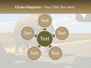 A Large Elephant Walking Across A Street Next To A Car PowerPoint Template