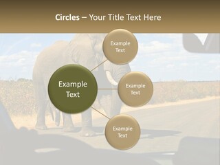 A Large Elephant Walking Across A Street Next To A Car PowerPoint Template