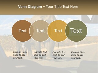 A Large Elephant Walking Across A Street Next To A Car PowerPoint Template