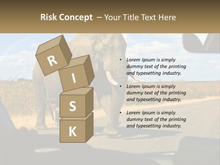 A Large Elephant Walking Across A Street Next To A Car PowerPoint Template