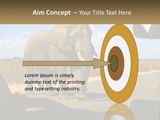 A Large Elephant Walking Across A Street Next To A Car PowerPoint Template