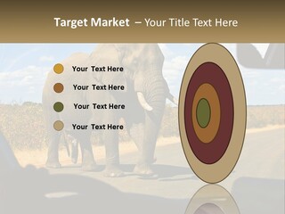 A Large Elephant Walking Across A Street Next To A Car PowerPoint Template
