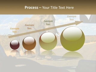 A Large Elephant Walking Across A Street Next To A Car PowerPoint Template