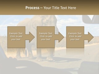 A Large Elephant Walking Across A Street Next To A Car PowerPoint Template