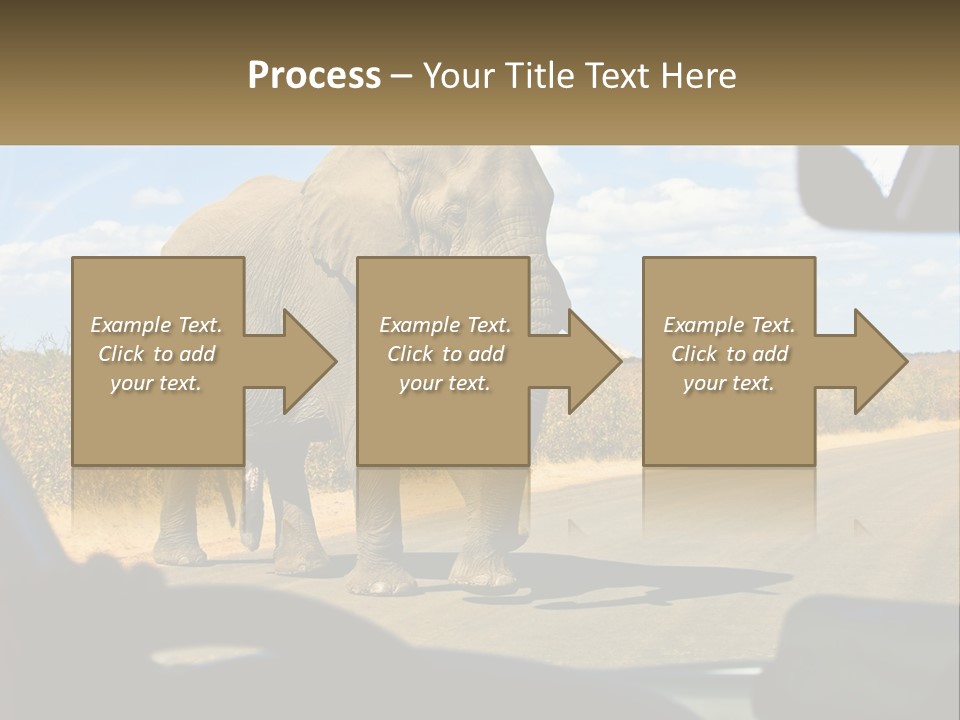 A Large Elephant Walking Across A Street Next To A Car PowerPoint Template