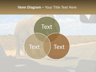 A Large Elephant Walking Across A Street Next To A Car PowerPoint Template