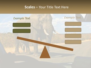 A Large Elephant Walking Across A Street Next To A Car PowerPoint Template