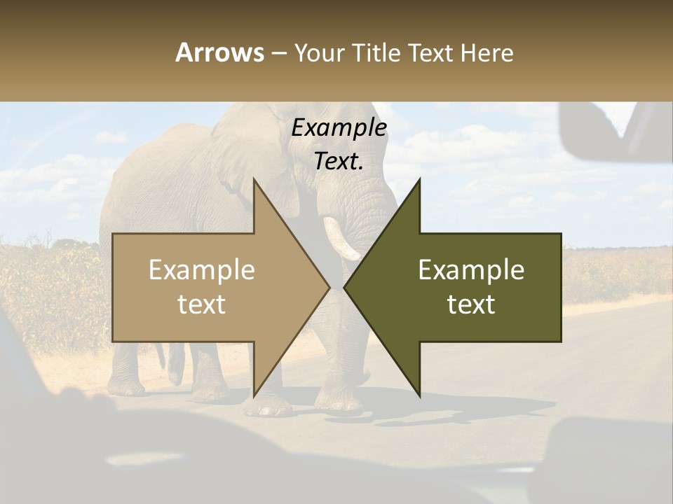 A Large Elephant Walking Across A Street Next To A Car PowerPoint Template
