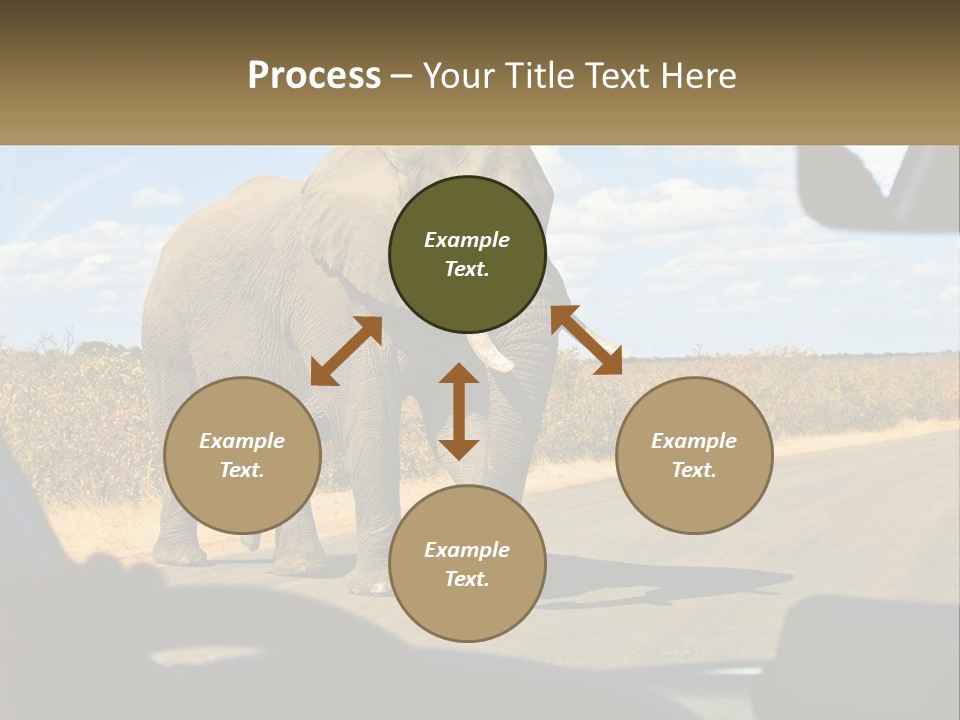 A Large Elephant Walking Across A Street Next To A Car PowerPoint Template