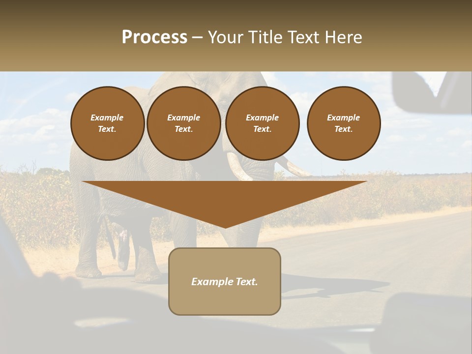A Large Elephant Walking Across A Street Next To A Car PowerPoint Template