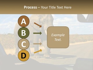 A Large Elephant Walking Across A Street Next To A Car PowerPoint Template