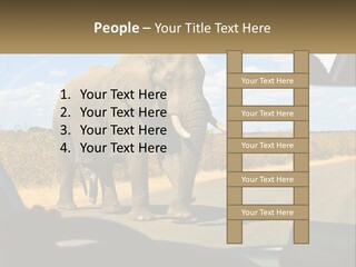 A Large Elephant Walking Across A Street Next To A Car PowerPoint Template