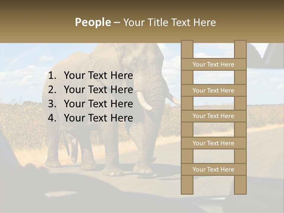 A Large Elephant Walking Across A Street Next To A Car PowerPoint Template