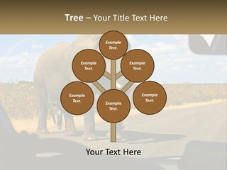 A Large Elephant Walking Across A Street Next To A Car PowerPoint Template