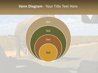 A Large Elephant Walking Across A Street Next To A Car PowerPoint Template