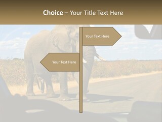 A Large Elephant Walking Across A Street Next To A Car PowerPoint Template