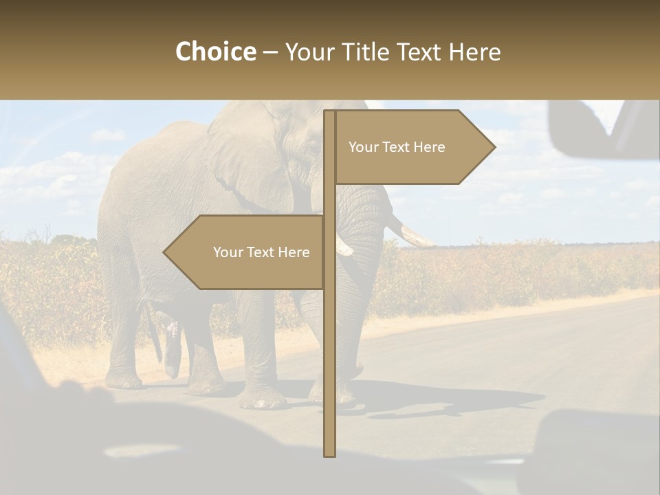 A Large Elephant Walking Across A Street Next To A Car PowerPoint Template