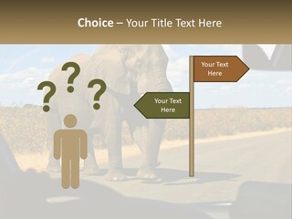 A Large Elephant Walking Across A Street Next To A Car PowerPoint Template