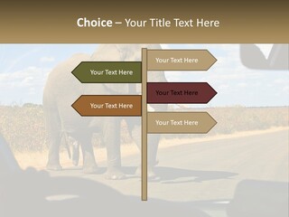 A Large Elephant Walking Across A Street Next To A Car PowerPoint Template