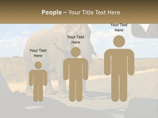 A Large Elephant Walking Across A Street Next To A Car PowerPoint Template