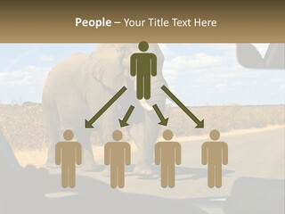 A Large Elephant Walking Across A Street Next To A Car PowerPoint Template