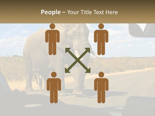A Large Elephant Walking Across A Street Next To A Car PowerPoint Template
