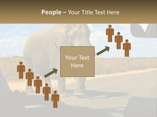 A Large Elephant Walking Across A Street Next To A Car PowerPoint Template