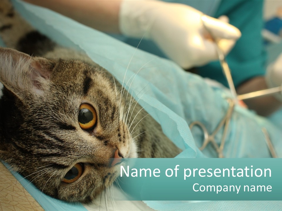 A Cat Laying On Top Of A Blue Bag PowerPoint Template