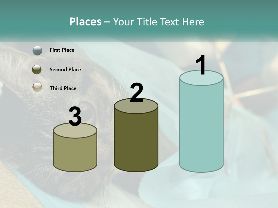 A Cat Laying On Top Of A Blue Bag PowerPoint Template