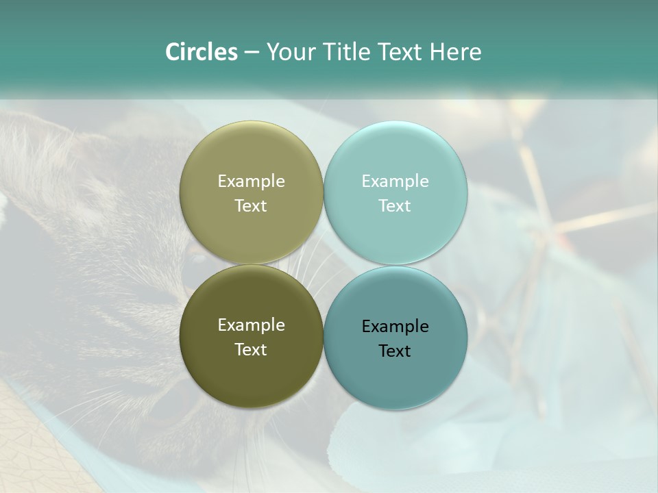 A Cat Laying On Top Of A Blue Bag PowerPoint Template