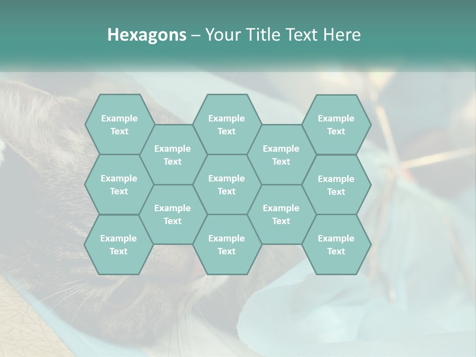 A Cat Laying On Top Of A Blue Bag PowerPoint Template