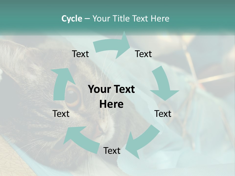 A Cat Laying On Top Of A Blue Bag PowerPoint Template