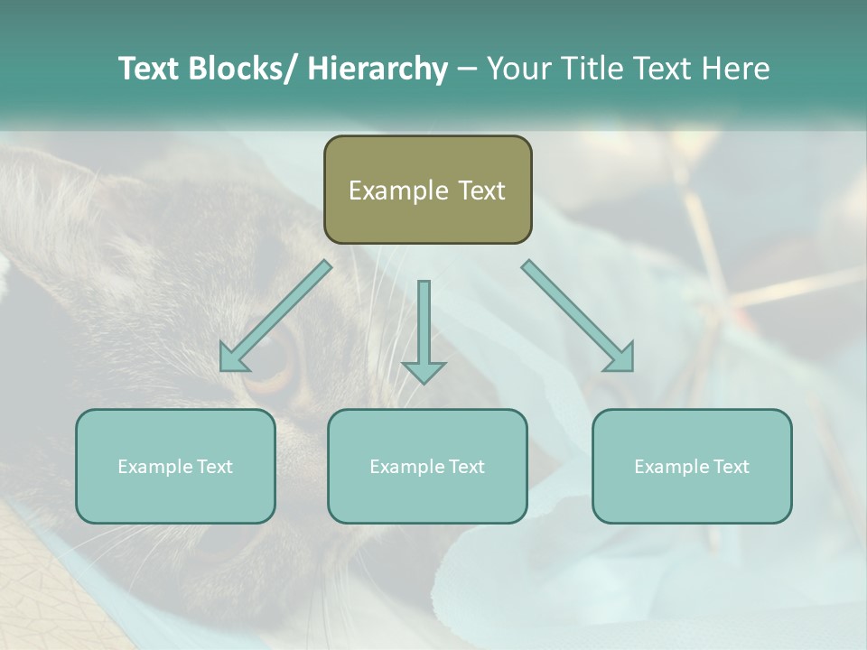 A Cat Laying On Top Of A Blue Bag PowerPoint Template