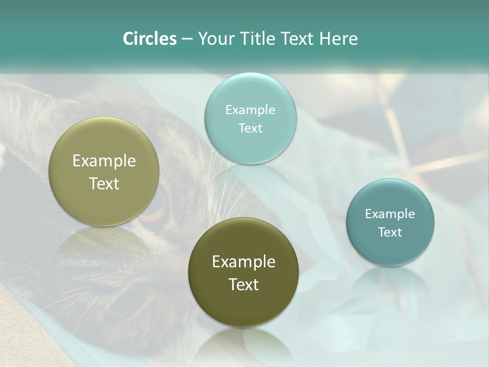 A Cat Laying On Top Of A Blue Bag PowerPoint Template