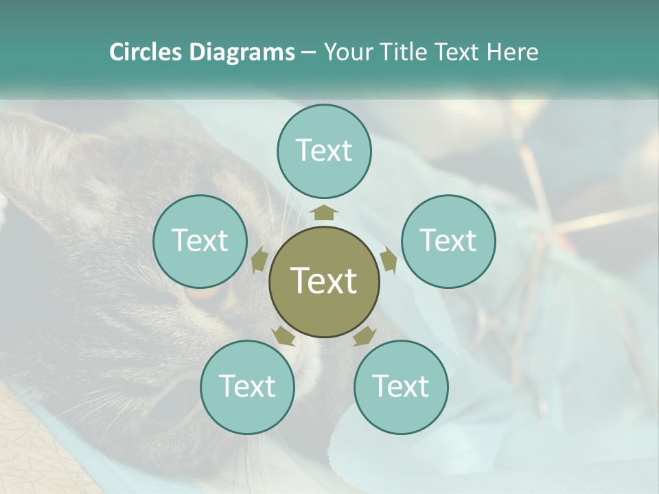 A Cat Laying On Top Of A Blue Bag PowerPoint Template