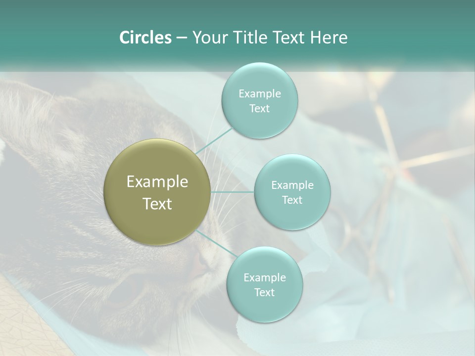 A Cat Laying On Top Of A Blue Bag PowerPoint Template