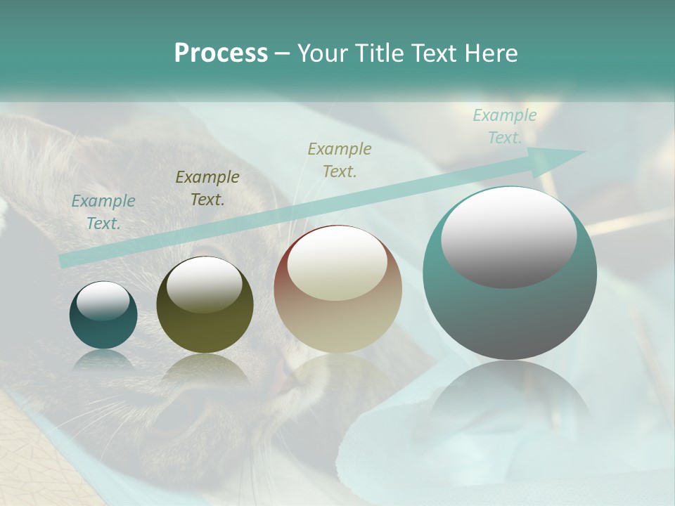 A Cat Laying On Top Of A Blue Bag PowerPoint Template