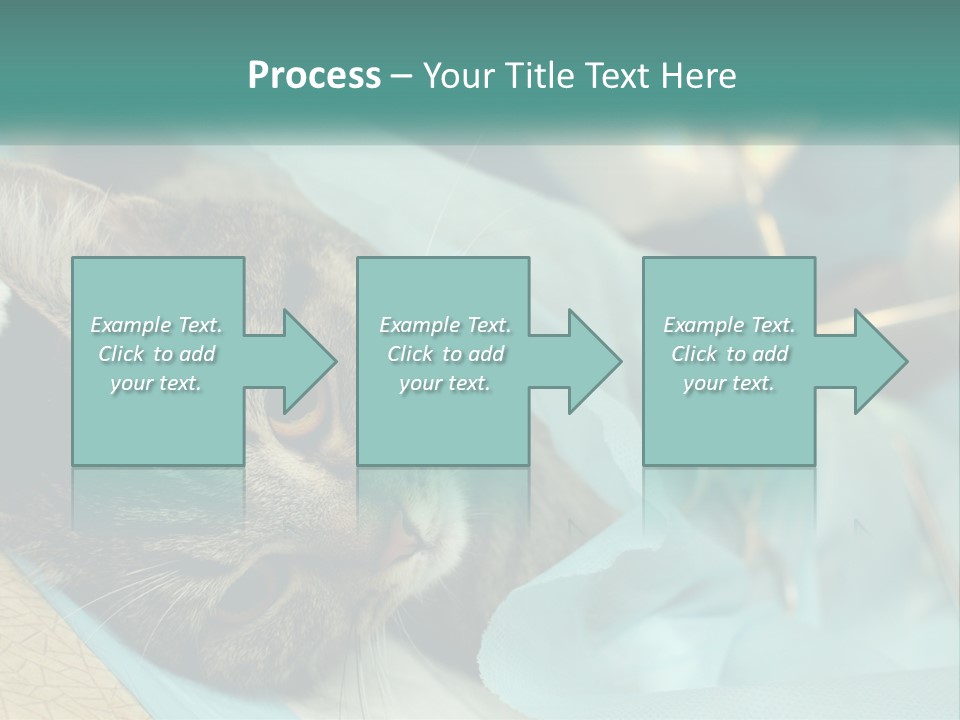 A Cat Laying On Top Of A Blue Bag PowerPoint Template