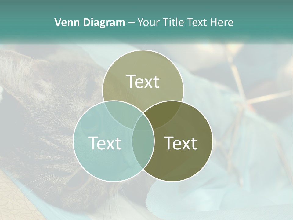 A Cat Laying On Top Of A Blue Bag PowerPoint Template