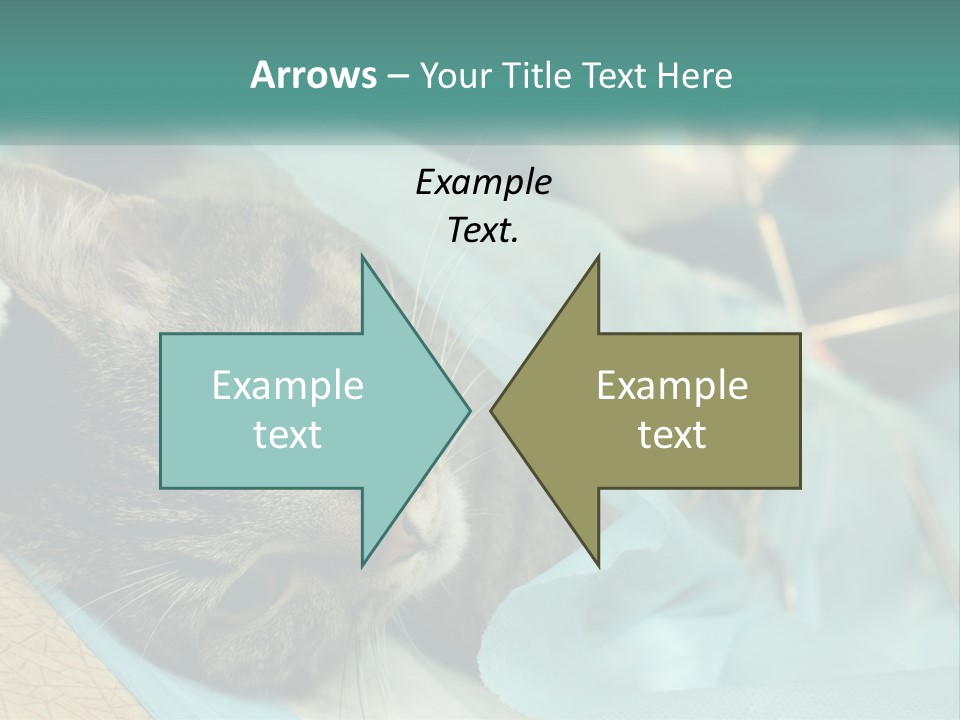 A Cat Laying On Top Of A Blue Bag PowerPoint Template