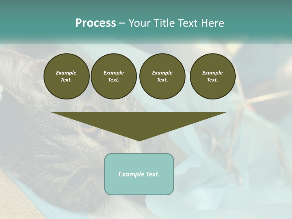 A Cat Laying On Top Of A Blue Bag PowerPoint Template