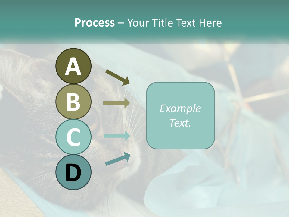 A Cat Laying On Top Of A Blue Bag PowerPoint Template