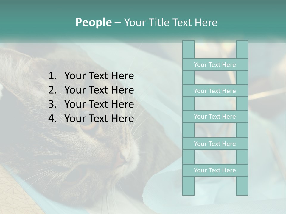 A Cat Laying On Top Of A Blue Bag PowerPoint Template