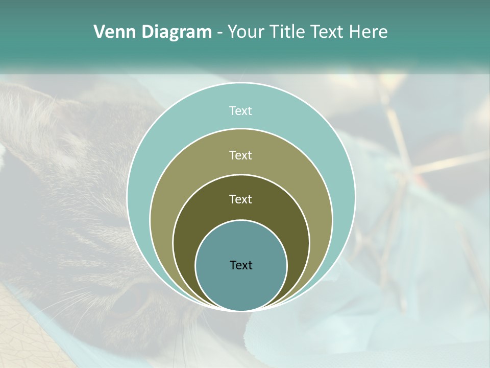 A Cat Laying On Top Of A Blue Bag PowerPoint Template