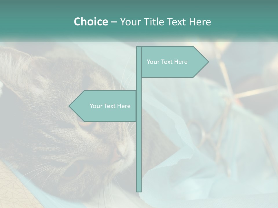 A Cat Laying On Top Of A Blue Bag PowerPoint Template